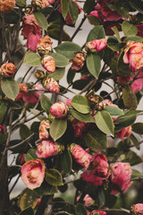 outer space, walking, outdoors, wild, jungle, tropics, breathe, bushy park, woods, green grass, endemic, summertime, wind, sky, trees, light, sunlight, foliage, brown, abstract, day, wood, sun, branch