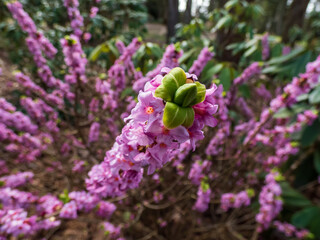 Four-lobed pink and light purple strongly scented flowers of toxic shrub Mezereon or February...