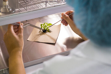 Cutting the plant part in to small pieces is one step of tissue culture technique process