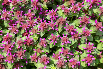 Many blooming purple nettle Lamium purpureum top view, close up