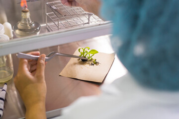 Cutting the plant part in to small pieces is one step of tissue culture technique process