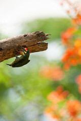 A barbet select tree cavity for their nest.