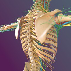 Human skeleton anatomy Femur Bone 3D Rendering
