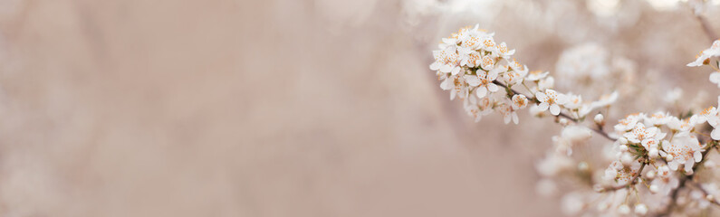 Long horizontal banner with blooming cherry, apricot tree flowers and soft airy light on a delicate background. Shallow depth of field