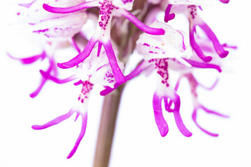Macro de una orquídea mono (Orchis simia) salvaje sobre fondo verde de un campo desenfocado - obrazy, fototapety, plakaty