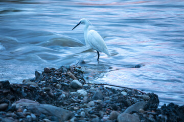 Garceta común (Egretta garzetta) en un río al anochezer teñido de azúl