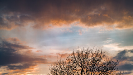 Drzewo na tle pochmurnego nieba o zachodzie słońca