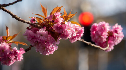 Japanische Zierkirschen blühen