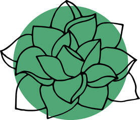 plant isolated on white