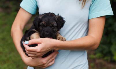 Close up of a woman holding funny small puppy. a little healthy dog portrait on owner hands. puppy licks hand. domestic animal. caring for a pet