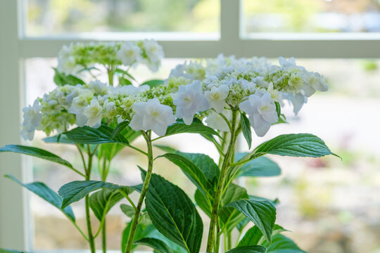 2 件の最適な 鉢植え花言葉 画像 ストック写真 ベクター Adobe Stock