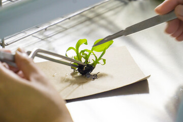Cutting the plant part in to small pieces is one step of tissue culture technique process