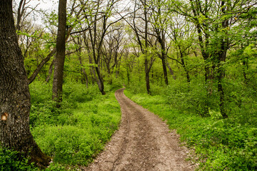 Spring green forest. Lots of young trees casting shadows, Sunrise in a beautiful forest in Moldova,Europe. Beautiful green Landscape. Nature.