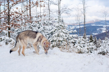 Pies na tle zimowej scenerii