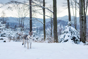 Pies na tle zimowej scenerii