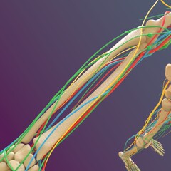Obraz na płótnie Canvas Human skeleton anatomy Femur Bone 3D Rendering