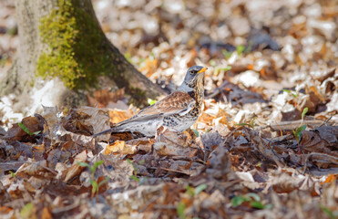 The fieldfare, Turdus pilaris. Large species of thrush with white abdomen, brown back, orange beak...