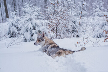 Pies w zimowej scenerii