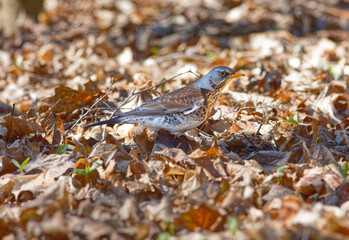 The fieldfare, Turdus pilaris. Large species of thrush with white abdomen, brown back, orange beak and throat and gray head.