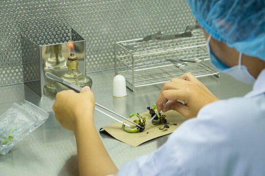 Cutting the plant part in to small pieces is one step of tissue culture technique process