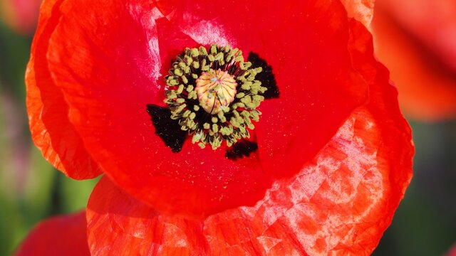 detalle del polen de una amapola en sus hojas color  rojo, con cuatro p&eacute;talos violeta fijos y anteras am arillas 