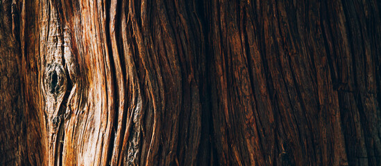 Tree bark texture close up, natural background - obrazy, fototapety, plakaty