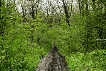 Fototapeta premium Spring green forest. Lots of young trees casting shadows, Sunrise in a beautiful forest in Moldova,Europe. Beautiful green Landscape. Nature.