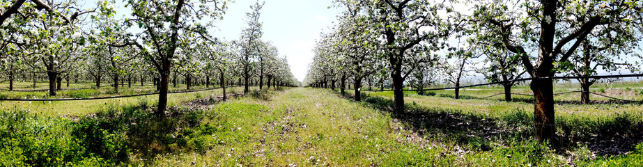 Fototapeta na wymiar Apple tree clothed in blossoms,panorama image .