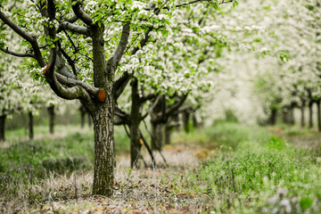 Spring green forest. Lots of young trees casting shadows, Sunrise in a beautiful forest in Moldova,Europe. Beautiful green Landscape. Nature.