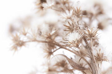 Flauschige, zerbrechliche, sternförmige Blumen mit Zweig und sonnigem Licht auf weißem, unscharfem, natürlichem Hintergrundmakro