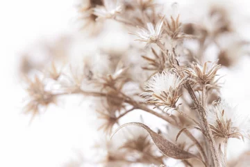 Rollo Romantischer Stil Flauschige, zerbrechliche, sternförmige Blumen mit Zweig und sonnigem Licht auf weißem, unscharfem, natürlichem Hintergrundmakro