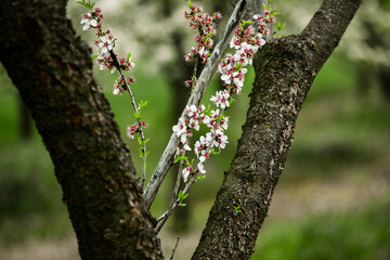 Spring green forest. Lots of young trees casting shadows, Sunrise in a beautiful forest in Moldova,Europe. Beautiful green Landscape. Nature.
