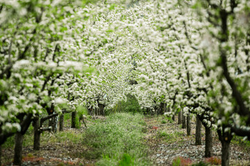 Spring green forest. Lots of young trees casting shadows, Sunrise in a beautiful forest in Moldova,Europe. Beautiful green Landscape. Nature.