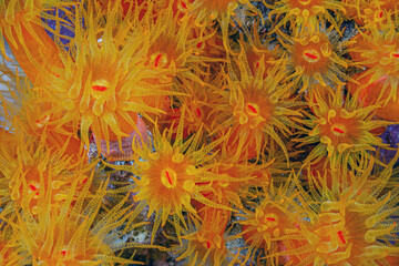 Orange cup coral,Tubastraea coccinea,