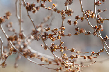 Fresh fluffy buds on tree branch with natural brown background