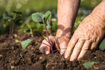 Planting kohlrabi seedling in organic garden. Gardening at spring. Farmer hands working in vegetable bed