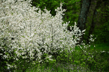Spring green forest. Lots of young trees casting shadows, Sunrise in a beautiful forest in Moldova,Europe. Beautiful green Landscape. Nature.