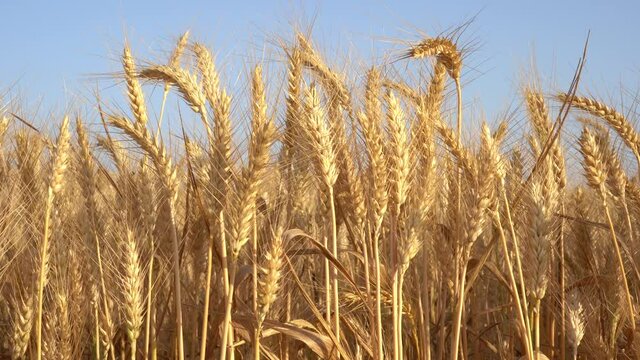 Golden wheat field before harvest