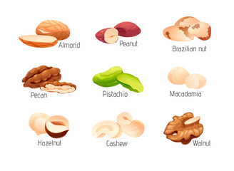 Set of nut icons, hulled seeds, cartoon art