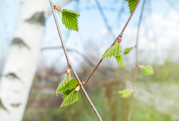 young new leaves on birch branches. macro green leaves spring