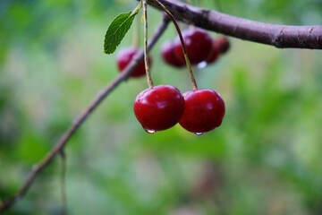 Two ripe cherries with dew drops hang on a branch, close-up. Ripe juicy berries on a blurred background.