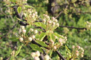 russian nature, flowers, cherries, nature, landscape, trees ,green grass, all the most beautiful things in life.