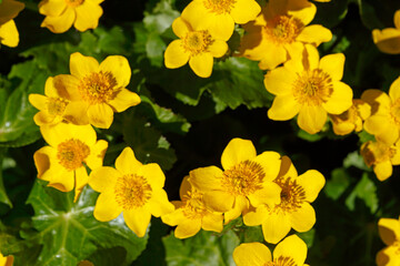 Blühende Sumpfdotterblume (Caltha palustris), Deutschland, Europa