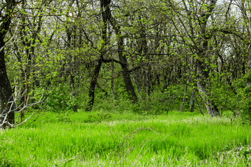 Spring green forest. Lots of young trees casting shadows, Sunrise in a beautiful forest in Moldova,Europe. Beautiful green Landscape. Nature.