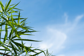 Picture of a blue sky and white clouds, and a cannabis plant in the lower left corner.