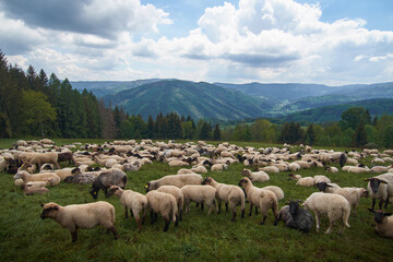 Obraz premium sheeps on hill cloudy sky green grass 
