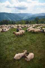 sheeps on hill cloudy sky green grass 