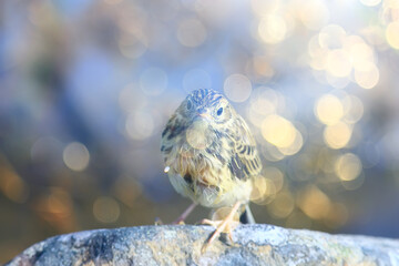 little wagtail bird chick, wildlife bird sitting on a stone