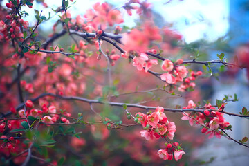 tender spring flowers background / beautiful picture of flowering branches