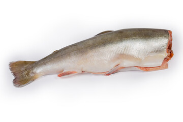 Fresh gutted uncooked arctic char without head on white background